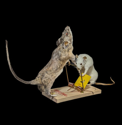 Trap Raiders Rat Pair Taxidermy - Paxton Gate