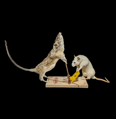 Trap Raiders Rat Pair Taxidermy - Paxton Gate