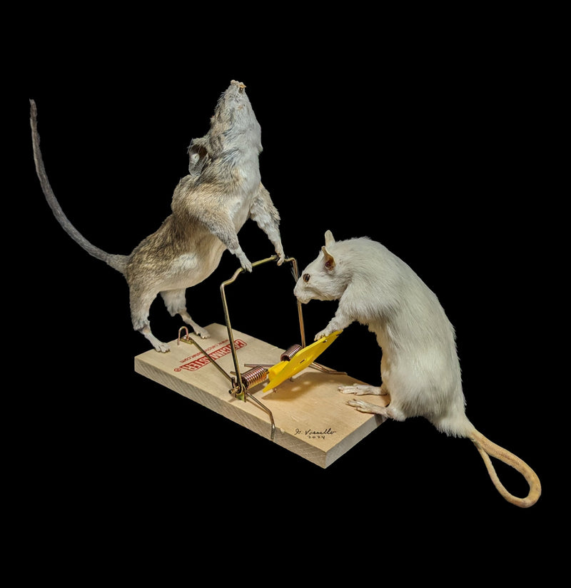 Trap Raiders Rat Pair Taxidermy - Paxton Gate