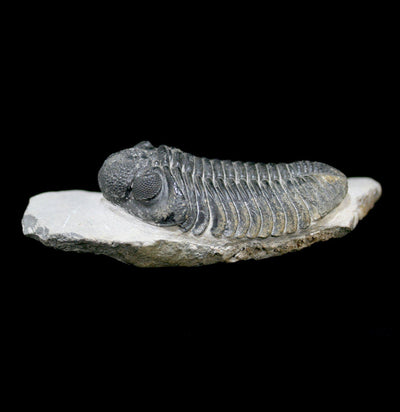 Trilobite Drotops Megalomanicus Fossil - Paxton Gate