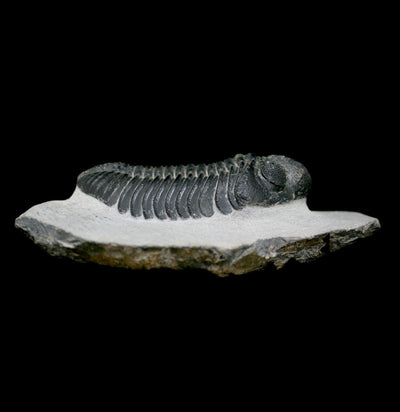 Trilobite Drotops Megalomanicus Fossil - Paxton Gate