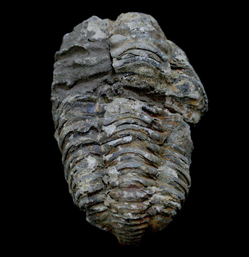 Trilobite Flexicalymene Fossil - Paxton Gate