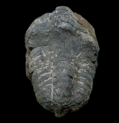 Trilobite Flexicalymene Fossil - Paxton Gate