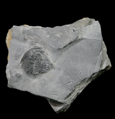 Trilobite Fossil In Matrix - Paxton Gate