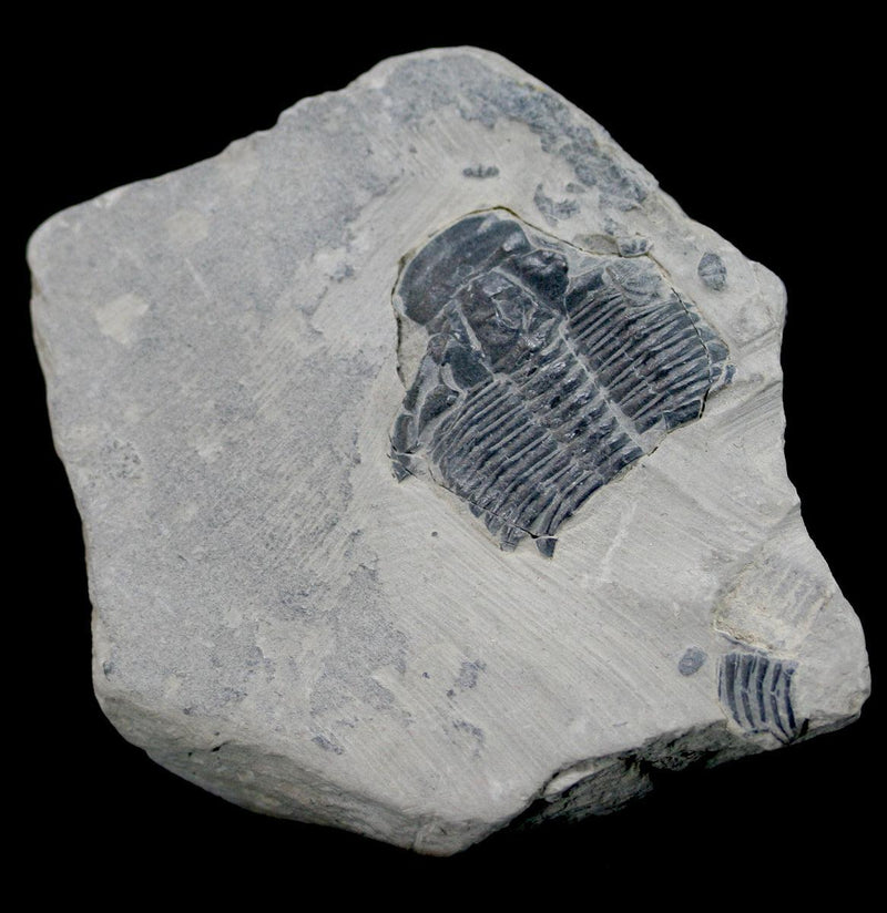 Trilobite Fossil In Matrix - Paxton Gate