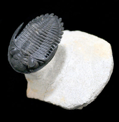 Trilobite Hollardops In Matrix - Paxton Gate