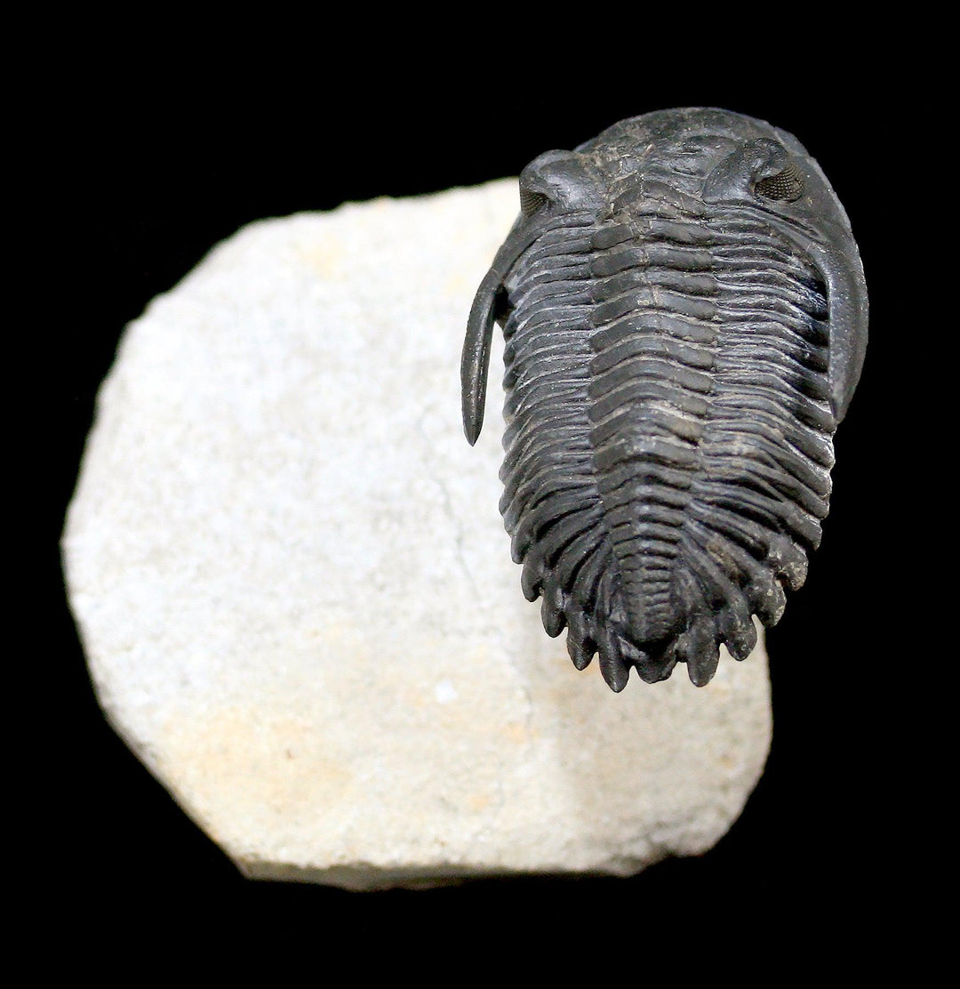 Hollardops Trilobite on sale