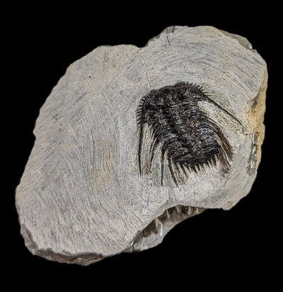 Trilobite Leonaspis In Matrix-Fossils-Moussa-PaxtonGate