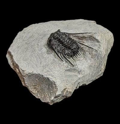 Trilobite Leonaspis In Matrix-Fossils-Moussa-PaxtonGate