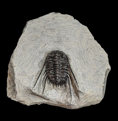 Trilobite Leonaspis In Matrix-Fossils-Moussa-PaxtonGate