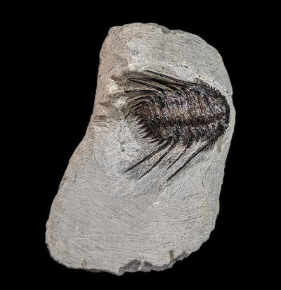 Trilobite Leonaspis In Matrix-Fossils-Moussa-PaxtonGate