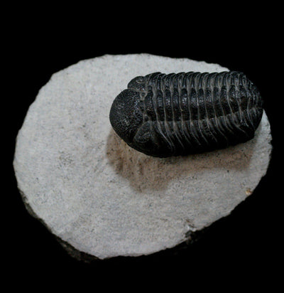 Trilobite Phacops Fossil - Paxton Gate