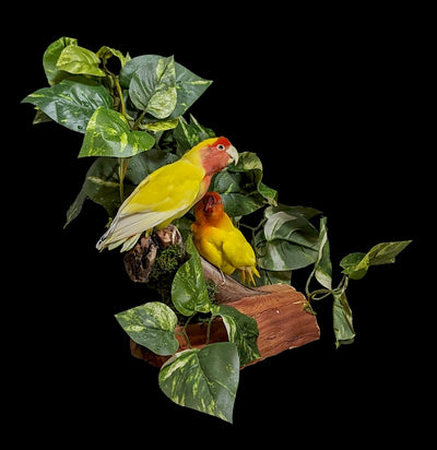 Tropical Love Bird Scene Taxidermy-Taxidermy-Kevin Triolo Taxidermy-PaxtonGate