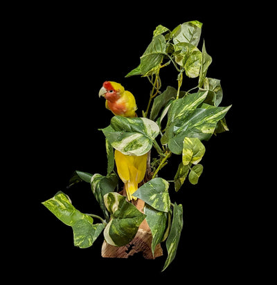 Tropical Love Bird Scene Taxidermy-Taxidermy-Kevin Triolo Taxidermy-PaxtonGate