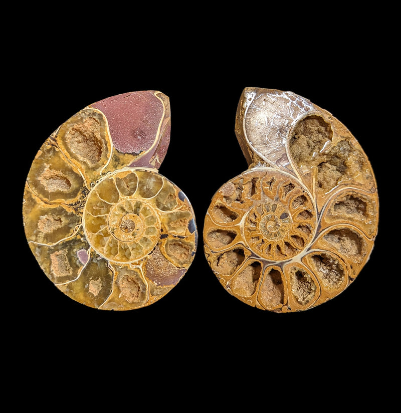 Tulear Ammonite Cut Pair-Fossils-Enter the Earth-PaxtonGate