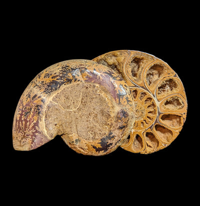 Tulear Ammonite Cut Pair-Fossils-Enter the Earth-PaxtonGate