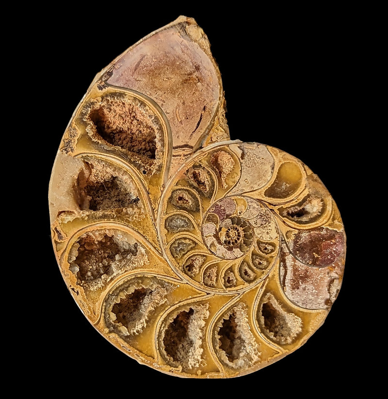 Tulear Ammonite Cut Pair-Fossils-Enter the Earth-PaxtonGate