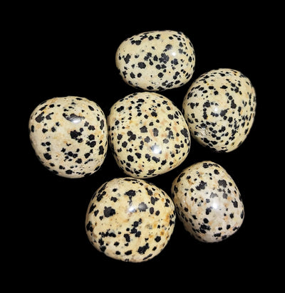 Tumbled Dalmatian Jasper Stone-Minerals-Quasar Gems-PaxtonGate