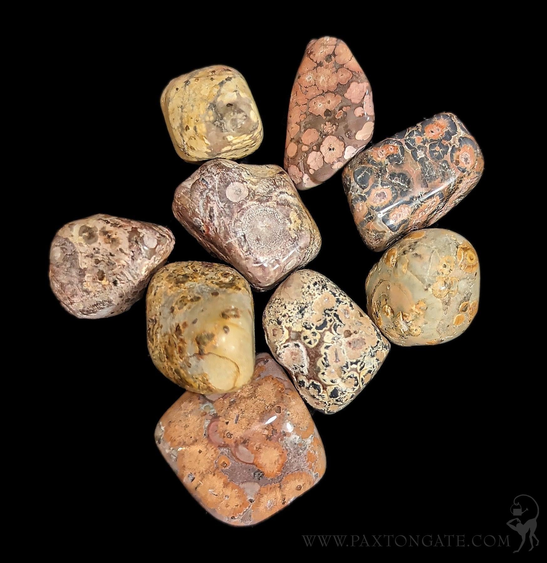 Leopardskin Jasper Stone 0.75 1.5 tumbled Leopardskin Jasper Stone 0.75 1.5 tumbled