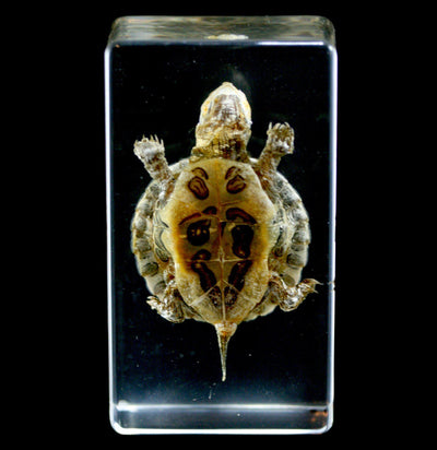 Turtle In Resin - Paxton Gate