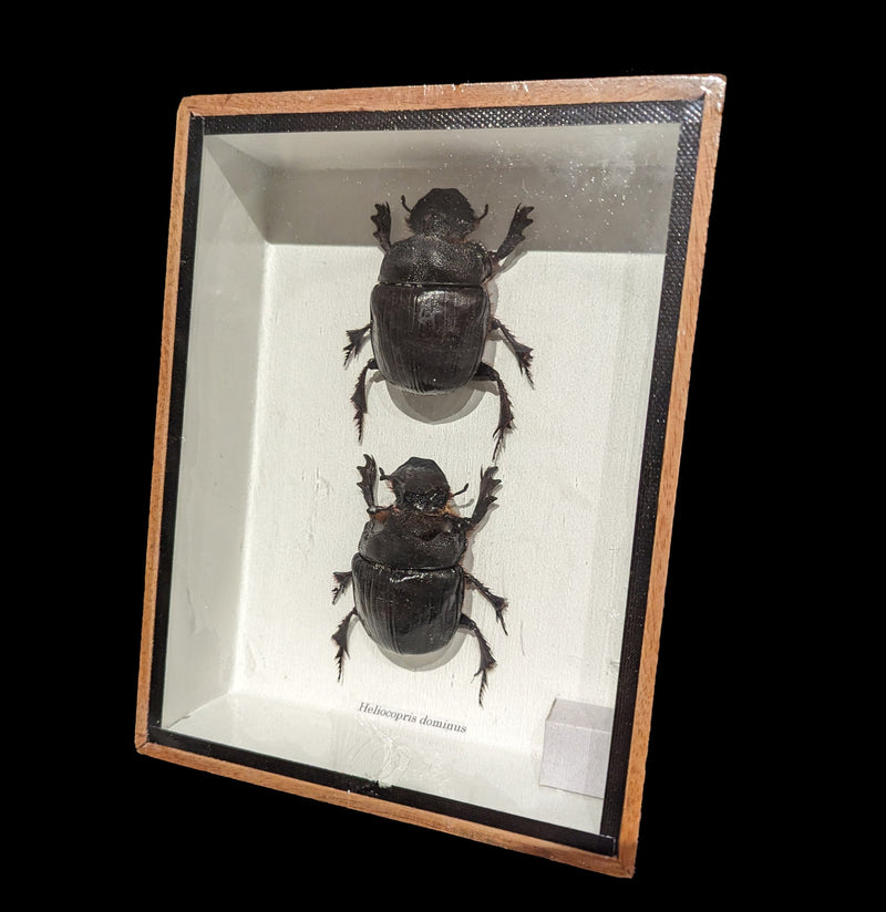 Framed Two Dung Beetles - Paxton Gate