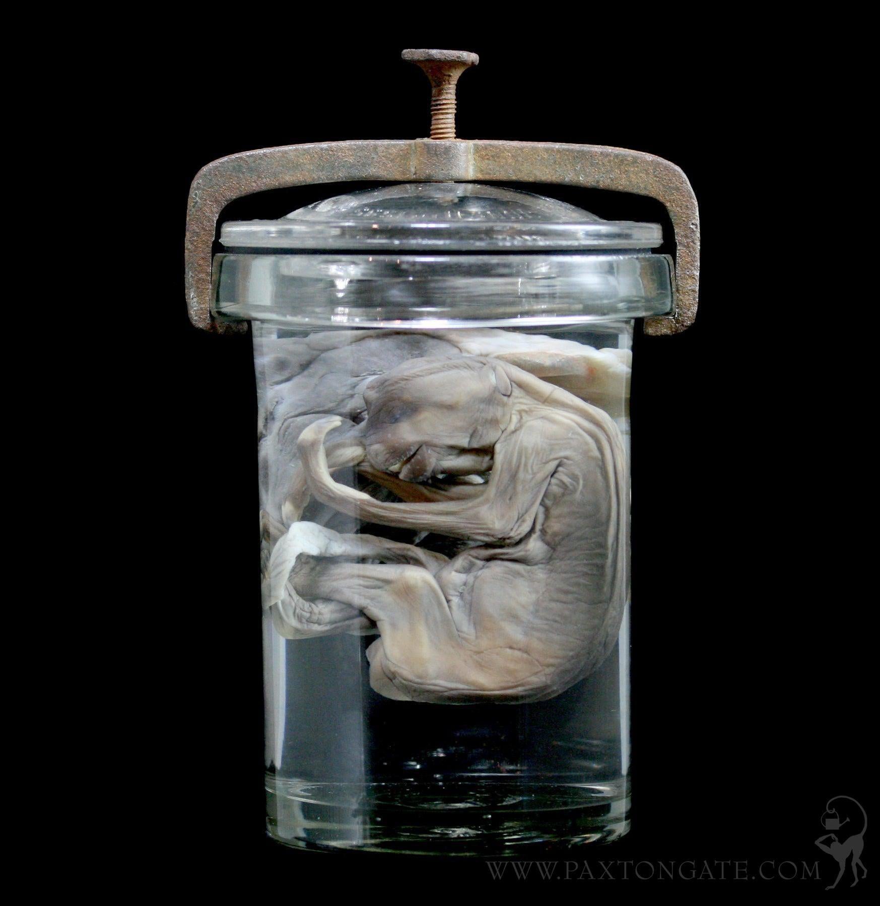 Two Toed Fetal Sloth Wet Specimen with Attached Placenta in Antique Ja ...