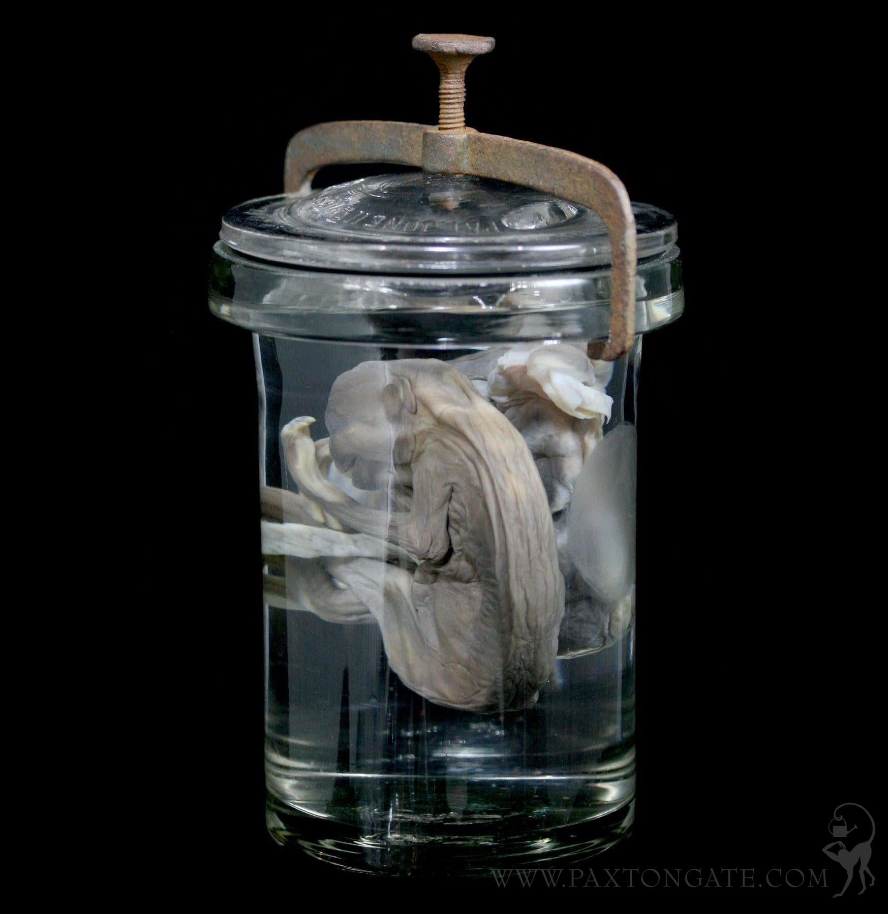 Two Toed Fetal Sloth Wet Specimen with Attached Placenta in Antique Ja ...
