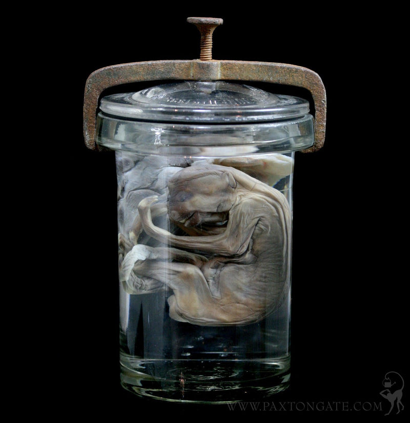 Two Toed Fetal Sloth Wet Specimen with Attached Placenta in Antique Ja ...