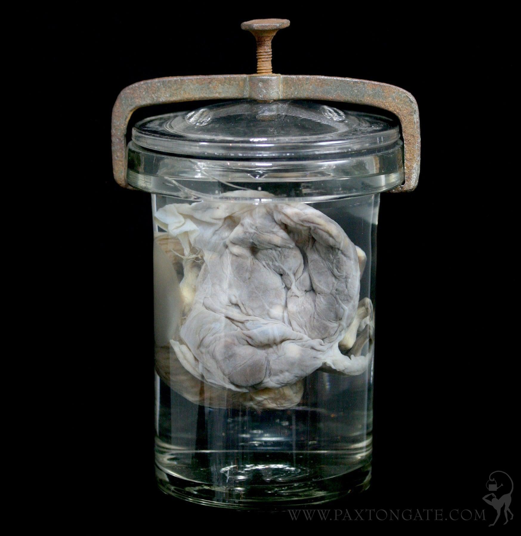 Two Toed Fetal Sloth Wet Specimen with Attached Placenta in Antique Ja ...