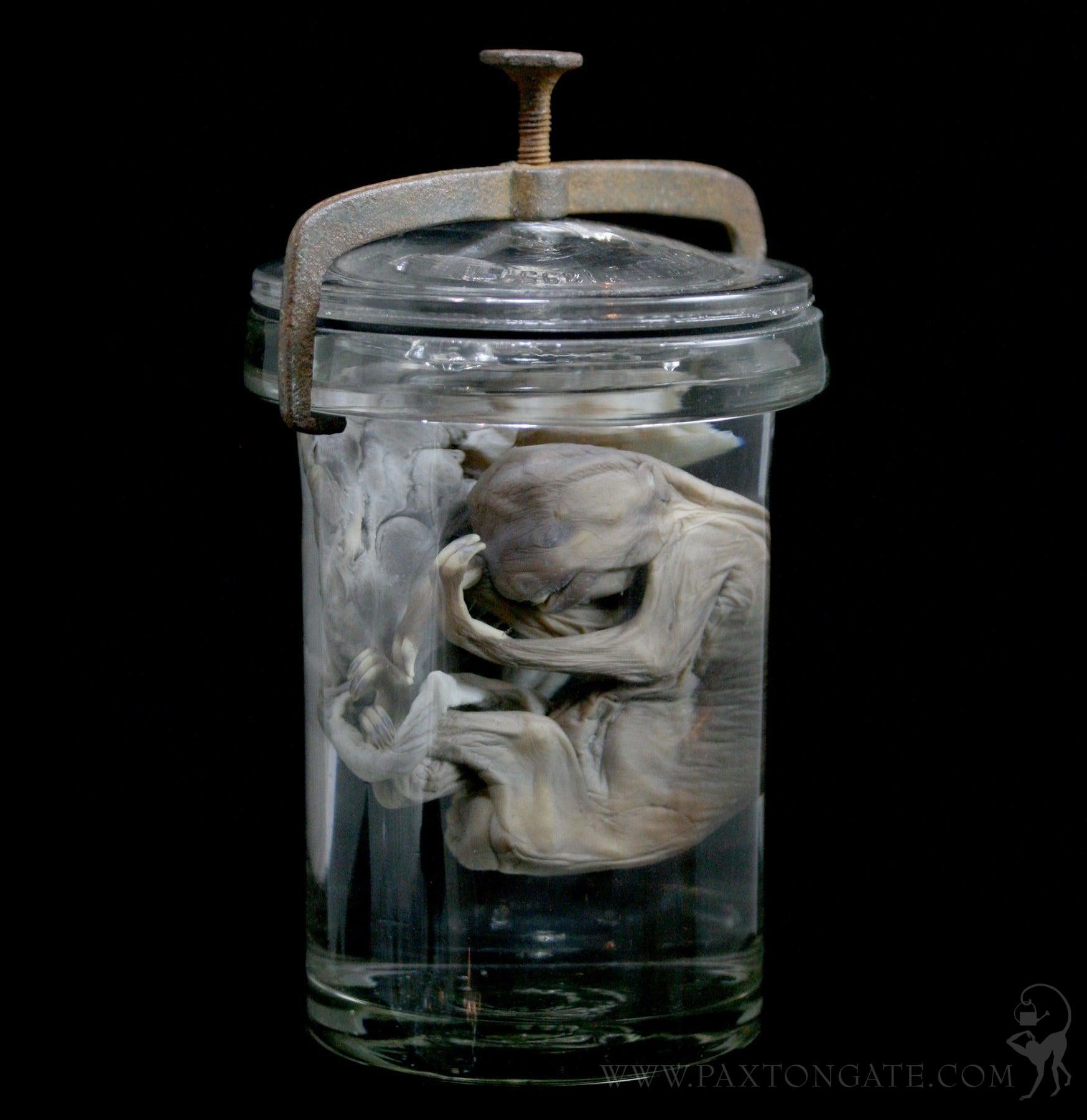 Two Toed Fetal Sloth Wet Specimen with Attached Placenta in Antique Ja ...