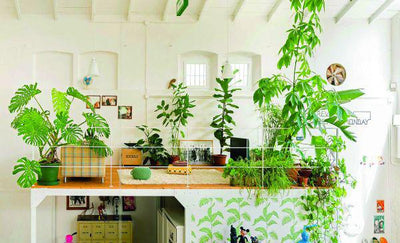 Ultimate Wonder Plant: Your Urban Jungle Interior - Paxton Gate