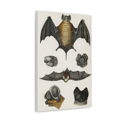 Various Bats Illustration Canvas Gallery Wraps-Canvas-Printify-PaxtonGate