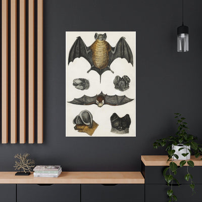 Various Bats Illustration Canvas Gallery Wraps-Canvas-Printify-PaxtonGate