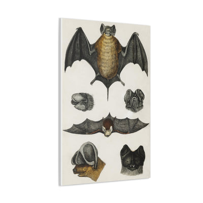 Various Bats Illustration Canvas Gallery Wraps-Canvas-Printify-PaxtonGate