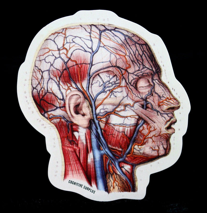 Vascular Head Anatomy Sticker - Paxton Gate