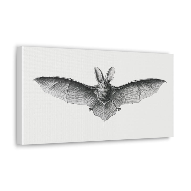 Vintage Bat Illustration By Ernst Haeckel Canvas Gallery Wraps-Canvas-Printify-PaxtonGate