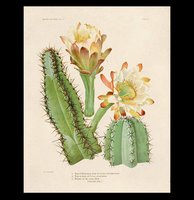 Vintage Botanical Two Cactus Print - Paxton Gate