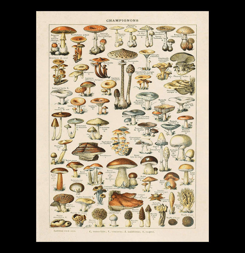 Vintage French Champignons Print-Prints-Curious Prints-PaxtonGate