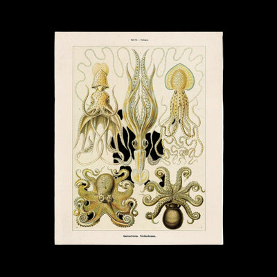 Vintage Haeckel Octopus Print - Paxton Gate