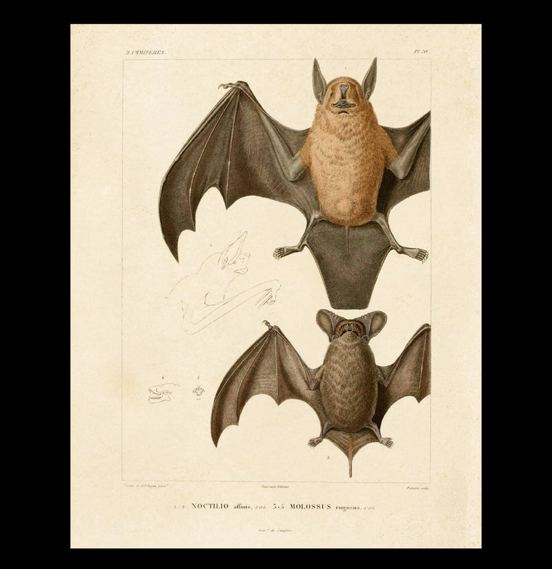 Vintage Mexican Freetail Bat Print-Prints-Curious Prints-PaxtonGate