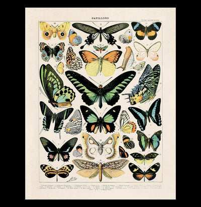 Vintage Nature French Butterfly Papillons Print - Paxton Gate