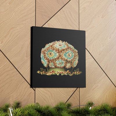 Vintage Tunicate Illustration By Ernst Haeckel Canvas Gallery Wraps-Canvas-Printify-PaxtonGate