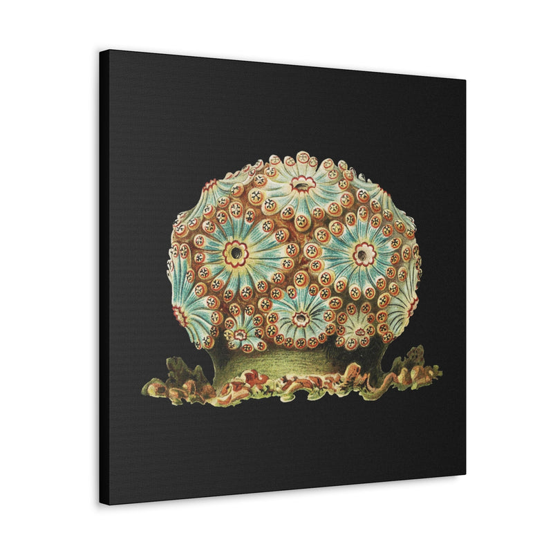 Vintage Tunicate Illustration By Ernst Haeckel Canvas Gallery Wraps-Canvas-Printify-PaxtonGate