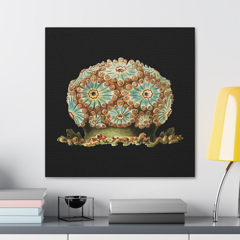 Vintage Tunicate Illustration By Ernst Haeckel Canvas Gallery Wraps-Canvas-Printify-PaxtonGate