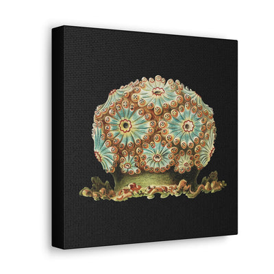 Vintage Tunicate Illustration By Ernst Haeckel Canvas Gallery Wraps-Canvas-Printify-PaxtonGate