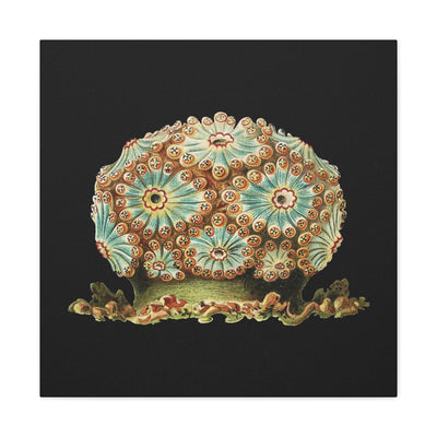 Vintage Tunicate Illustration By Ernst Haeckel Canvas Gallery Wraps-Canvas-Printify-PaxtonGate