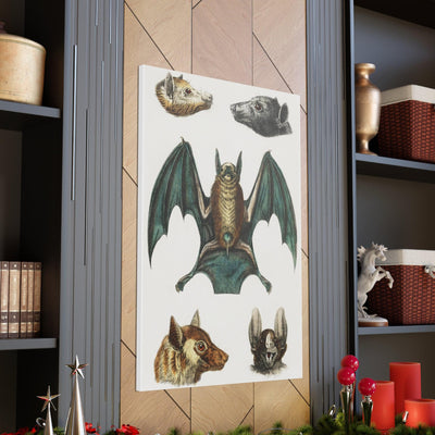 Vintage Various Bats Illustrations Canvas Gallery Wraps-Canvas-Printify-PaxtonGate