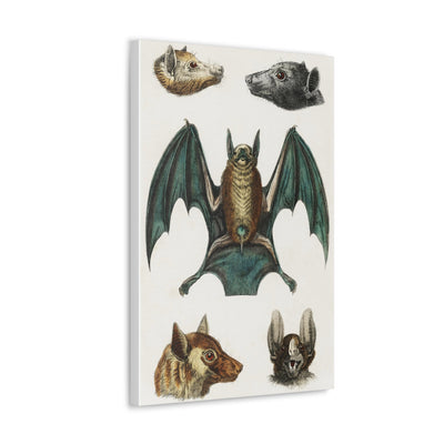 Vintage Various Bats Illustrations Canvas Gallery Wraps-Canvas-Printify-PaxtonGate