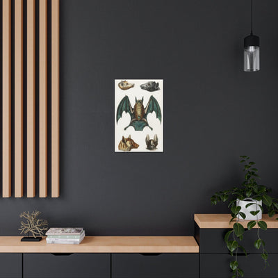 Vintage Various Bats Illustrations Canvas Gallery Wraps-Canvas-Printify-PaxtonGate