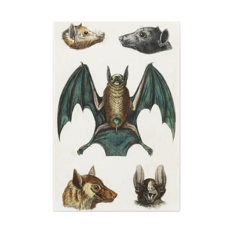 Vintage Various Bats Illustrations Canvas Gallery Wraps-Canvas-Printify-PaxtonGate